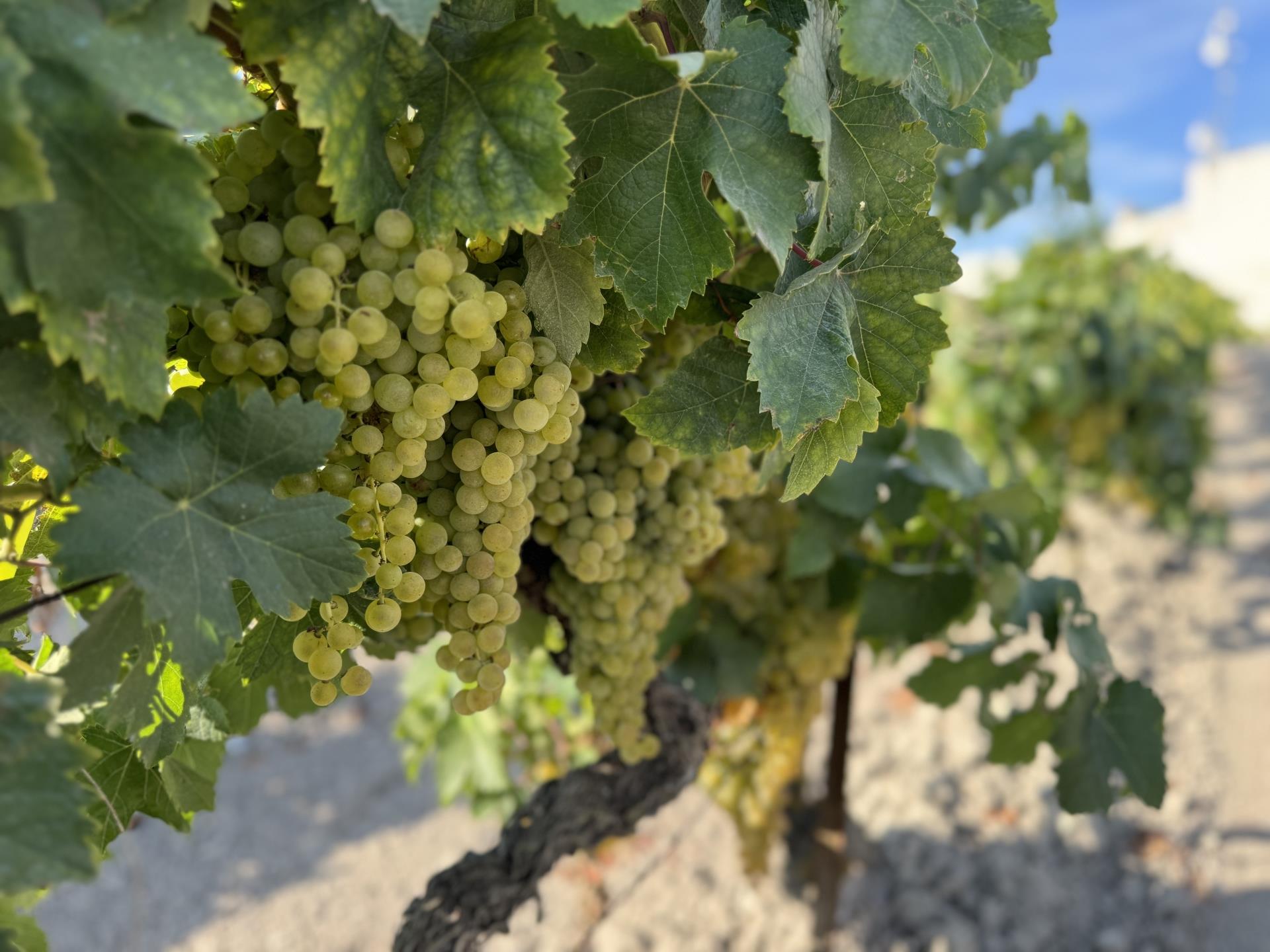 The Grape Harvest Begins in the Marco de Jerez